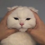 Esmeralda Patiño avatar